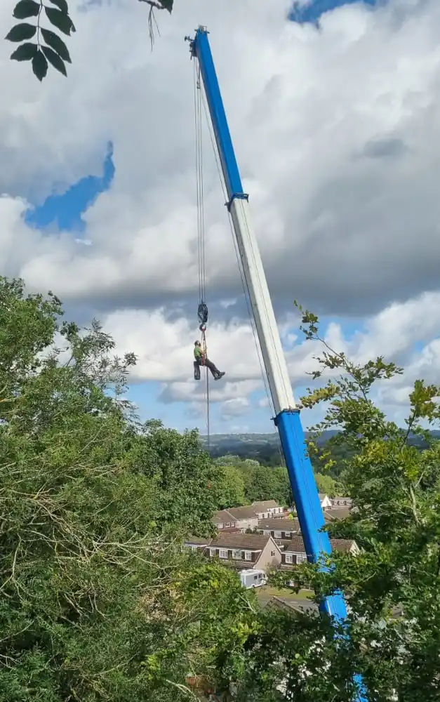 A Qualitree climber on a crane line above a tall tree, taking it down in sections
